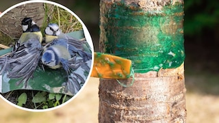 Kollage aus Meisen mit verklebtem Gefieder und Leimfalle an Obstbaum