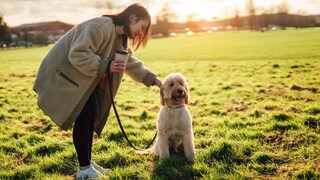 Hundehalterin mit Hund auf wiede , Hund sitzt sie streichelt