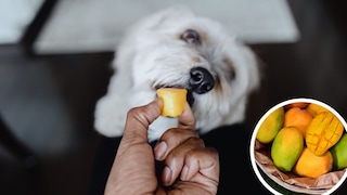 Hund frisst Mango