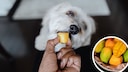 Hund frisst Mango