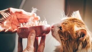 Katze riecht an Bürste mit Fell