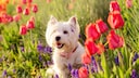Ein Hund sitzt in einer Blumenrabatte