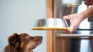 Hund schaut hoch zum Napf