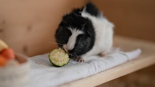 Meerschweinchen frisst Zucchini