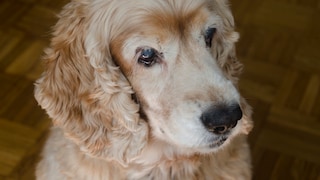 Alter HUnd mit getrübeten Linsen