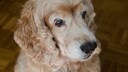 Alter HUnd mit getr&uuml;beten Linsen