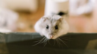 Hamster schaut frontal über eine Kante