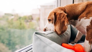Hund sitzt am Fenster und schaut traurig