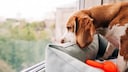 Hund sitzt am Fenster und schaut traurig