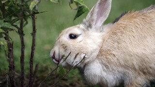 Wie erkenne ich eigentlich, ob mein Kaninchen zu dick ist?