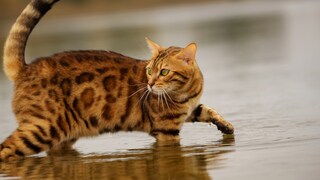 Katze geht ins Wasser