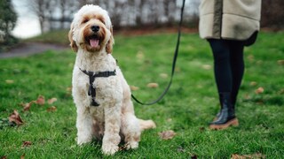 Hund auf einer Wiese an der Leine