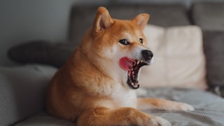 Hund schleckt über sein Gesicht