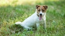 Jack Russell auf einer Wiese sitzend