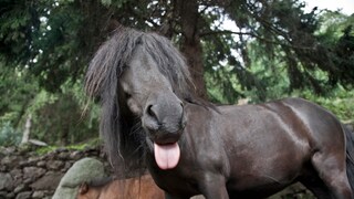 Isländerpferd hängt Zunge aus dem Mund
