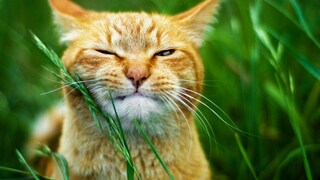 Katze in einer Wiese