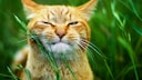Katze in einer Wiese