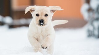 Labradorwelpe im Schnee