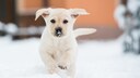 Labradorwelpe im Schnee