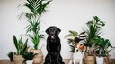 Zwei Hunde in einer Wohnung