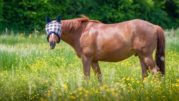 Pferd trägt auf der Weide MAsken