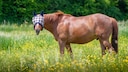 Pferd tr&auml;gt auf der Weide MAsken