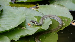 Ringelnatter im Gartenteich zwischen Seerosen