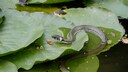 Ringelnatter im Gartenteich zwischen Seerosen