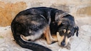 Ein trauriger Stra&szlig;enhund liegt am Boden