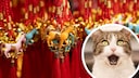 Katze staunt und im Hintergrund chinesische Neujahres Glücksbringer,