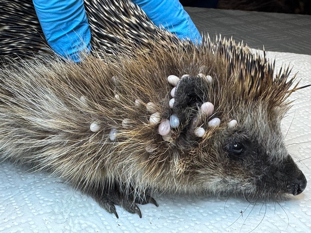 Igel-Dame Uschi wurde am 25.03.2026 in Zeven gefunden.