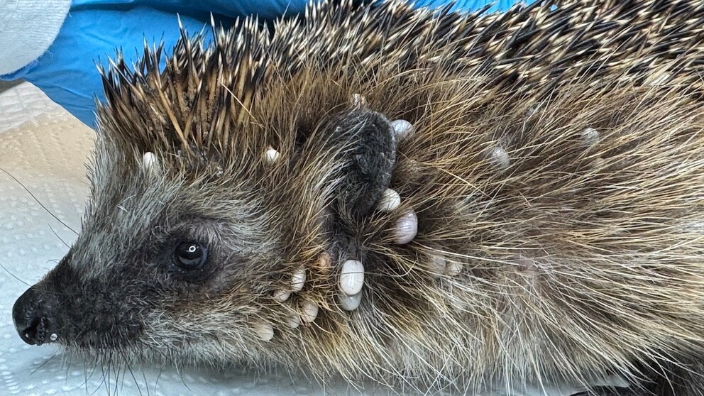 Igel Uschi mit Zecken am Kopf
