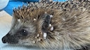 Igel Uschi mit Zecken am Kopf