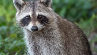 Ein Waschbär in der Natur