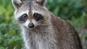 Ein Waschb&auml;r in der Natur