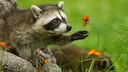 Waschbär greift nach einer Blume