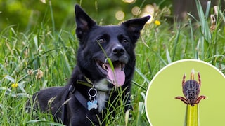 Collage aus Hund im Gras und Auwaldzecke (Kreis)