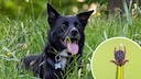 Collage aus Hund im Gras und Auwaldzecke (Kreis)