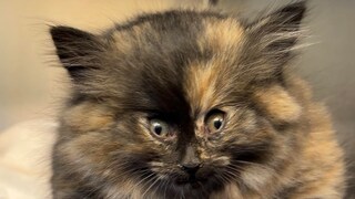 Kätzchen Zoey mit aufgeblähtem Gesicht