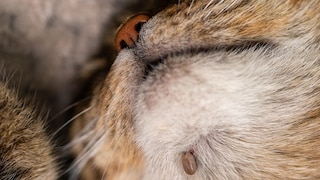 Katze hat eine Zecke am Kinn