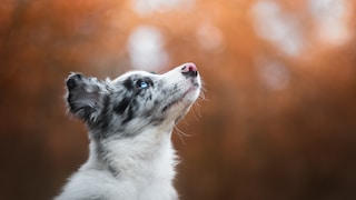 Collie blickt fragend nach oben