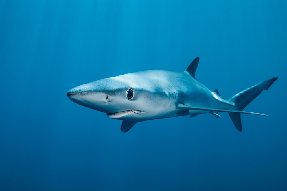 Blue Shark
