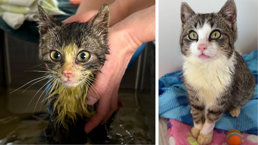 Collage of Gülli during his first bath with green discolorations in his fur and Gülli weeks later with clean fur