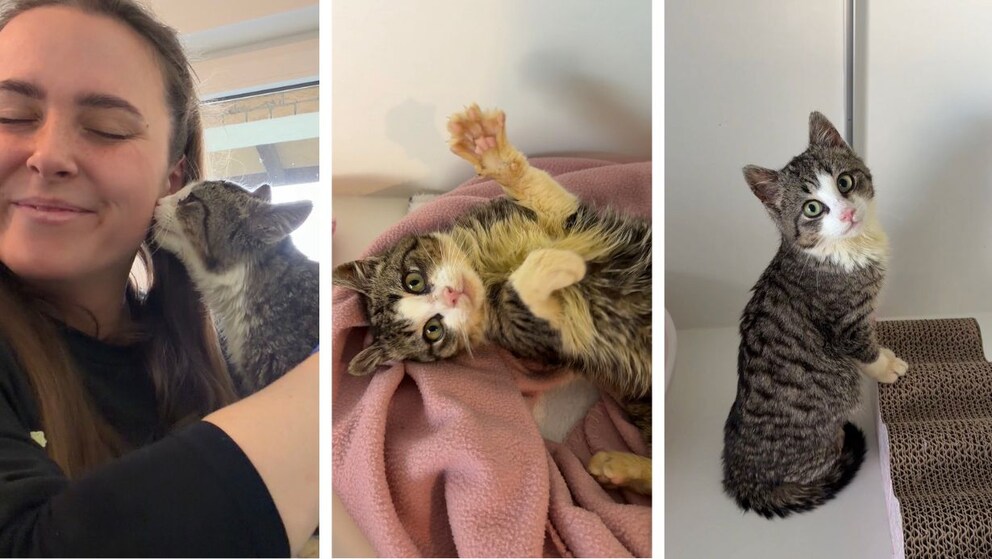 Collage of Gülli the cat in various moments