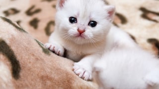 Weißes Kätzchen mit tränenden Augen