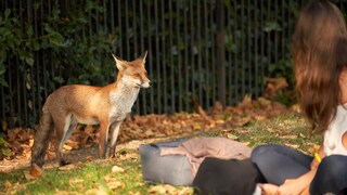 Fuchs nähert sich im Park Menschen