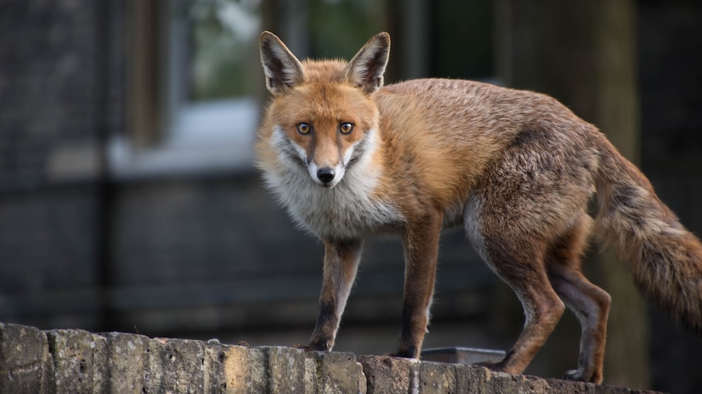 Fuchs in der Stadt