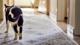 Katze läuft durch Flur