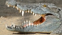 Ein Krokodil mit geöffnetem Maul