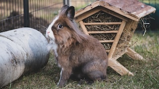 Kaninchen draußen im garten